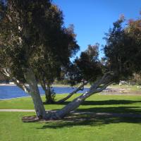 Synchronized Tree Growing�